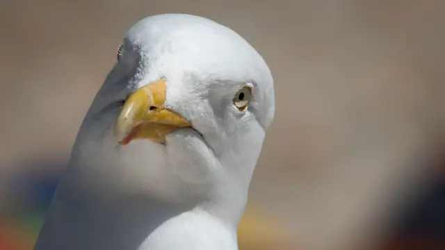 Seagull