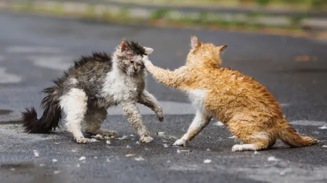 Fighting cats