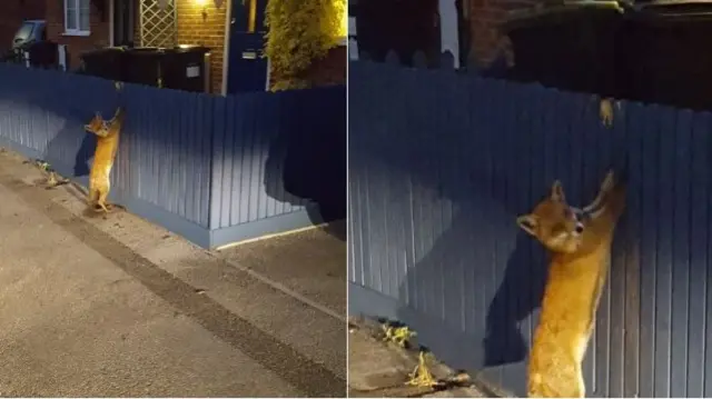 Fox stuck in a fence