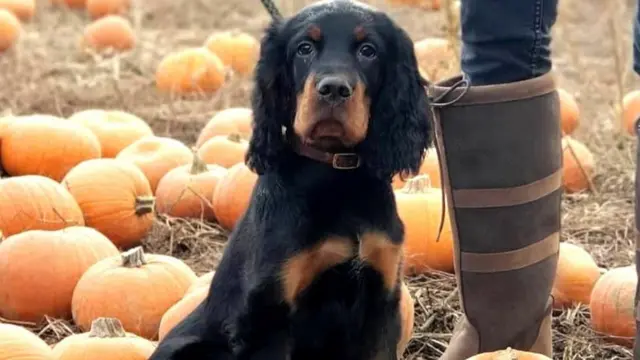 Dog surrounded by pumpkins