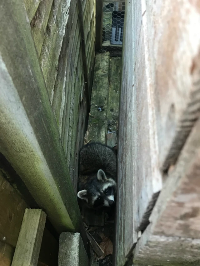 Trapped raccoon