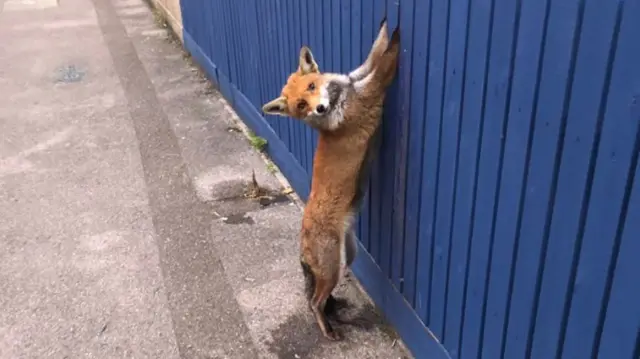 Fox stuck in a fence