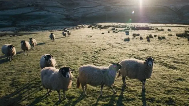 Sheep farming