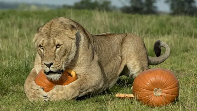 Lion with pumpkin at West Midland Safari Park