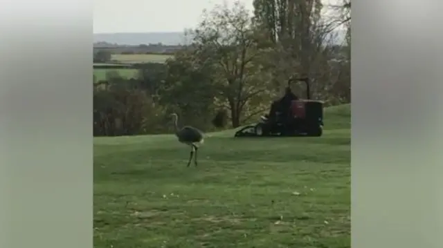 The rhea on the golf course