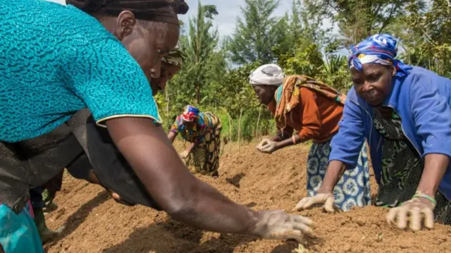 Women planting seeds in Uganda