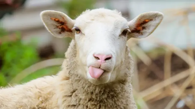 A sheep sticking its tongue out