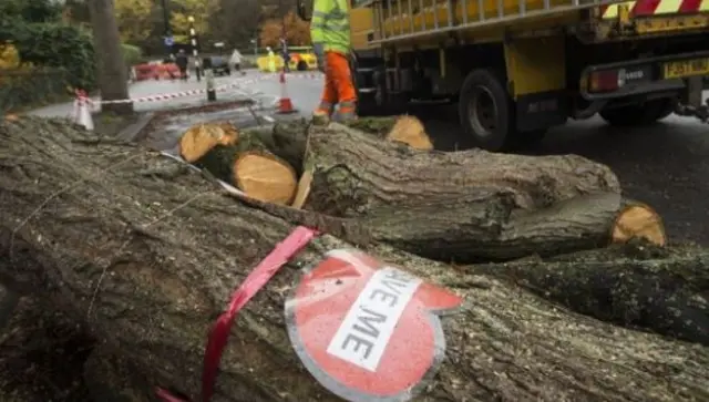 Felled tree