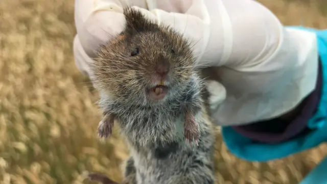A Guernsey vole is held up by a researcher