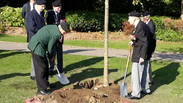 A tree being planted