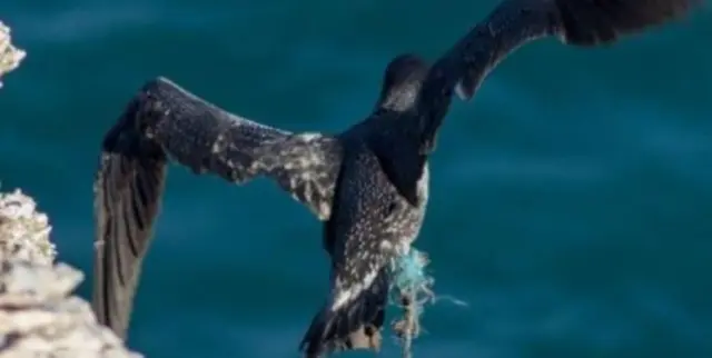 Gannet