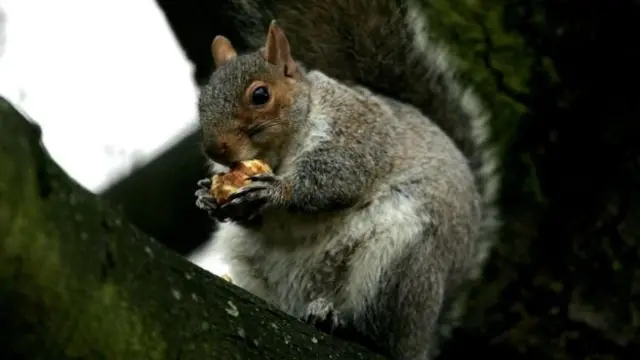 Squirrel