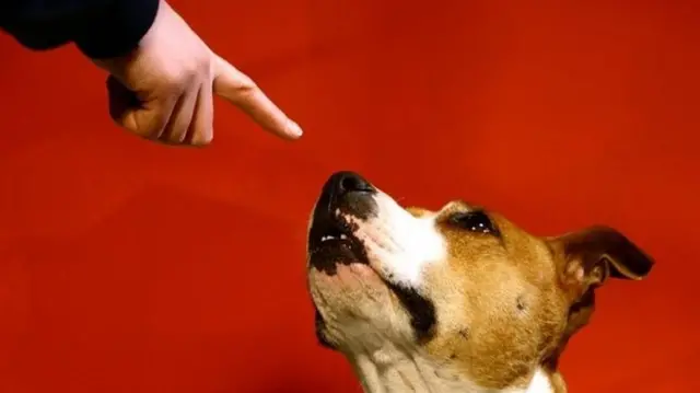 dog being instructed