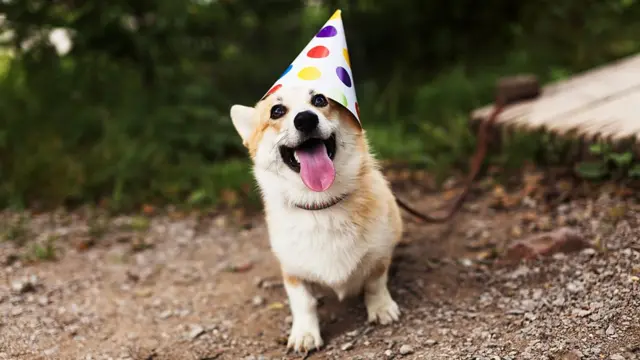 A dog with a party hat