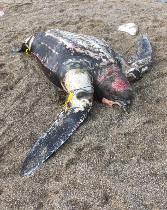 washed up turtle