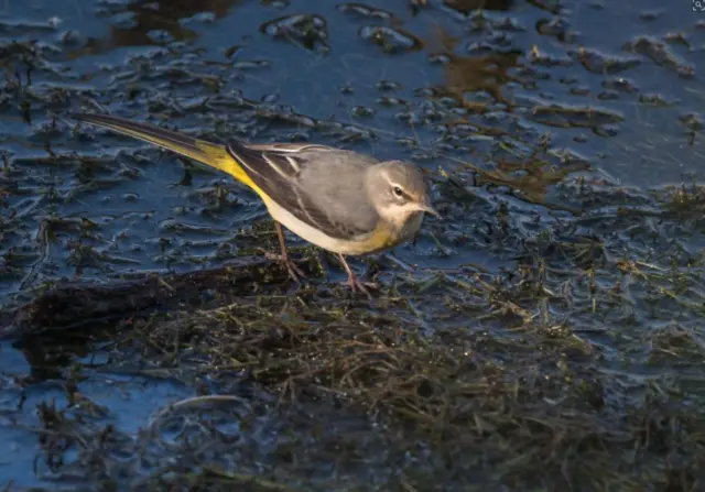 Grey wagtail