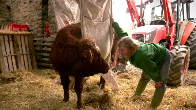 Farmer and cow