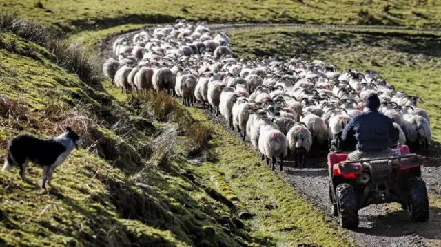 Farmer and sheep