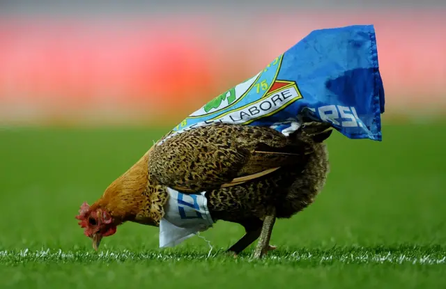 Chicken on pitch