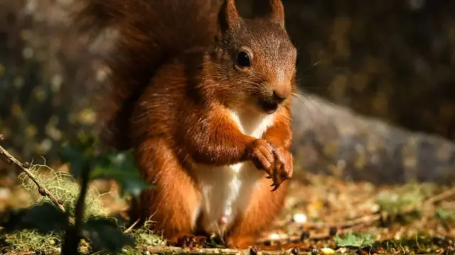 Red squirrel