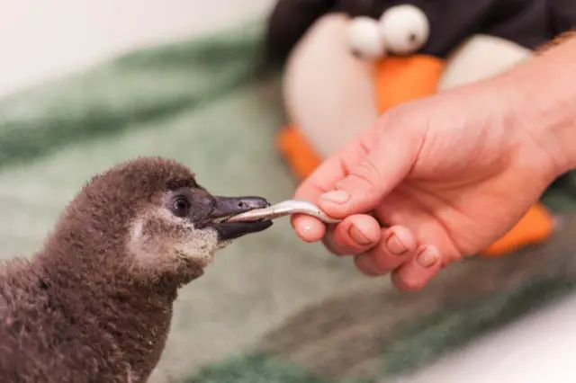 African penguin