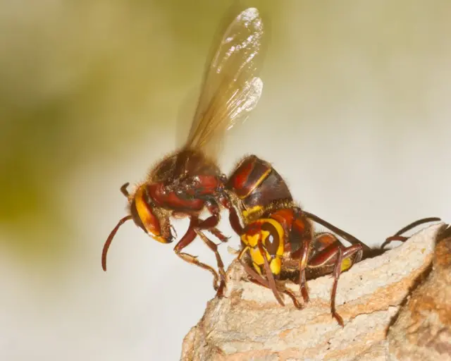 Hornets emerging from a nest