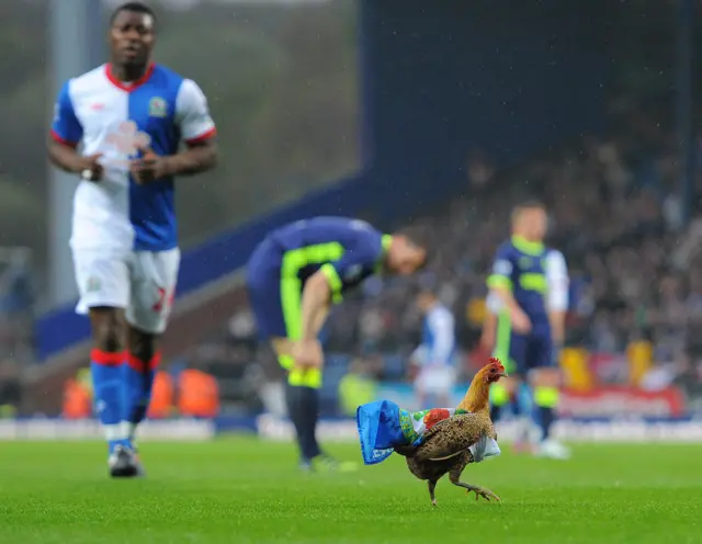 Chicken on Blackburn Rovers pitch