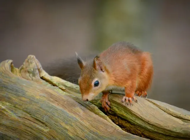 Red squirrel