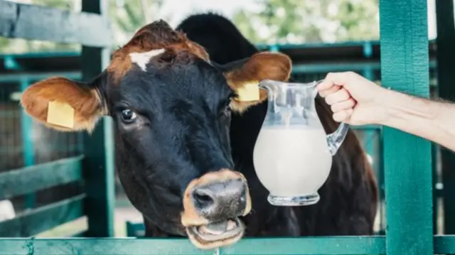 Someone holding up a jug of milk next to a cow