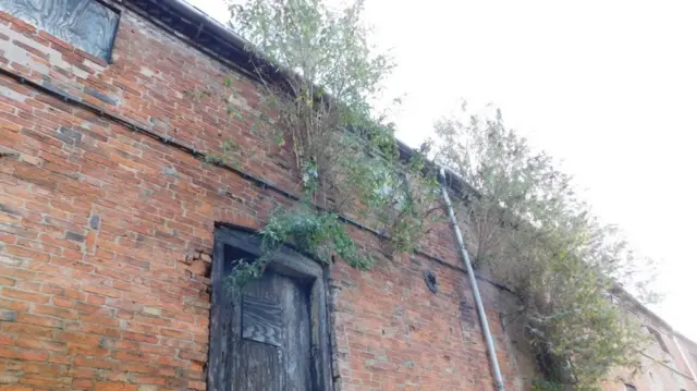 Tree growing out of roof