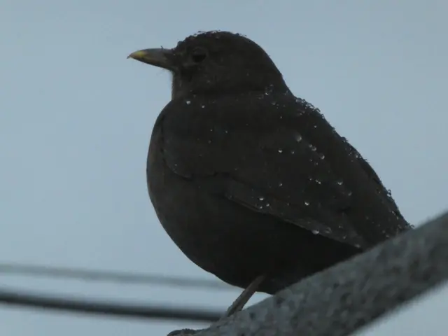 Wet bird