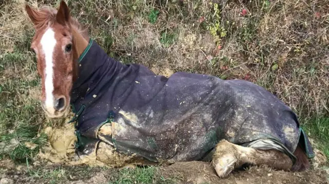 A horse that was stuck in mud