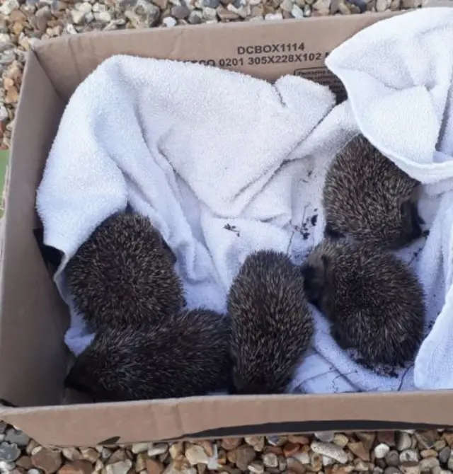 Hoglets