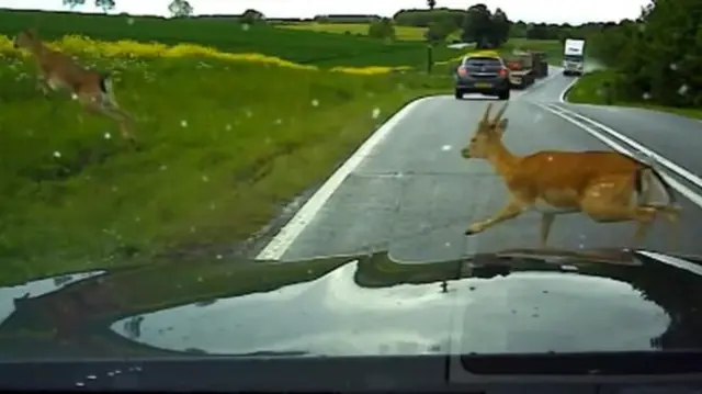 Deer on the road