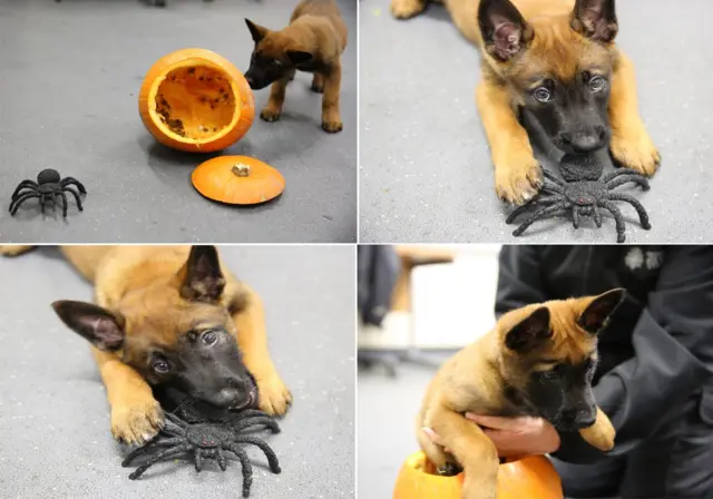 Pokie the police dog with a plastic spider and a pumpkin