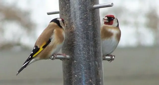 Goldfinches