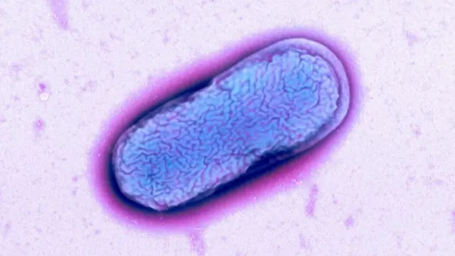 E. coli