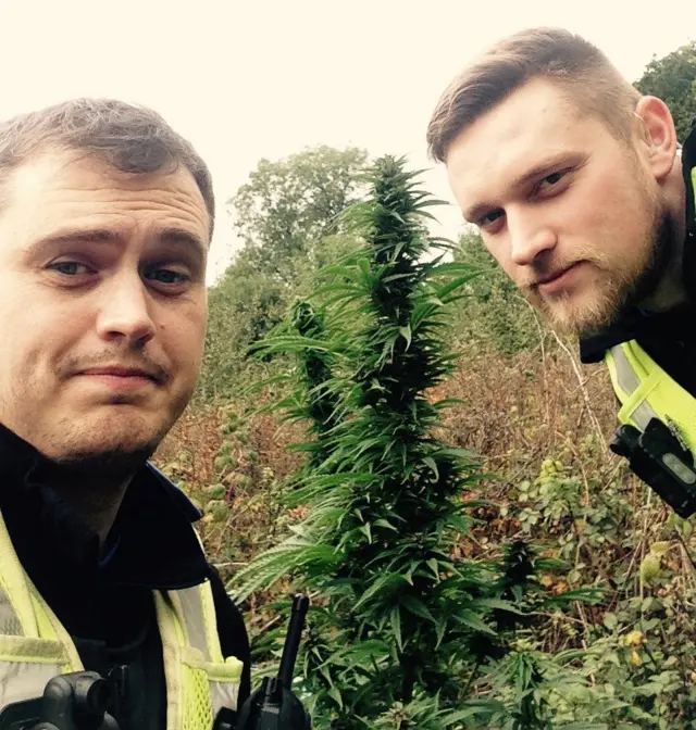 Cannabis plants in Leabrooks Cemetery