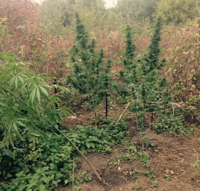 Cannabis plants at Leabrooks Cemetery