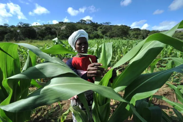 Woman checking her maize crop