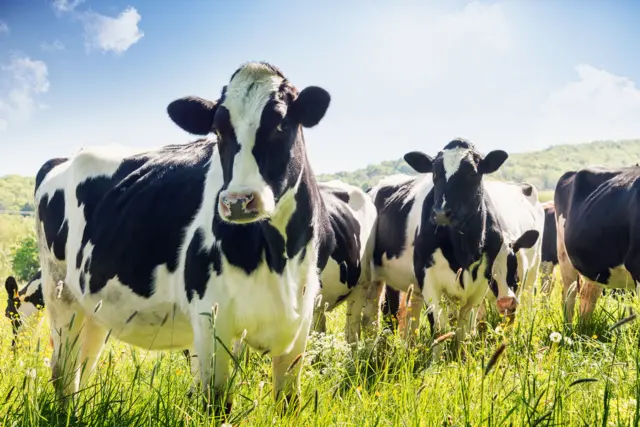 Cows in a field