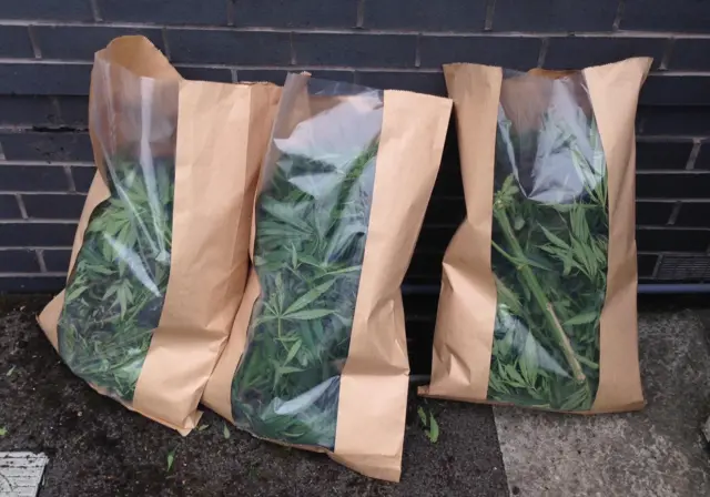 Cannabis found at Leabrooks Cemetery