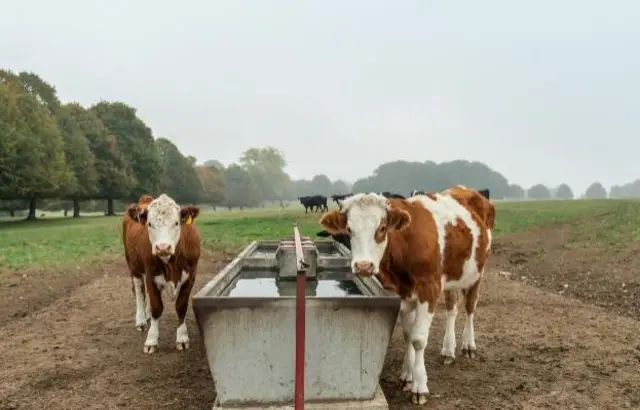 Cows in Hungerford