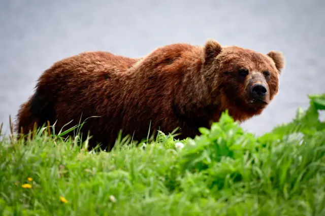 A Russian brown bear