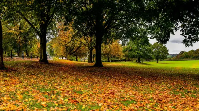 Scattering of leaves in Ripley