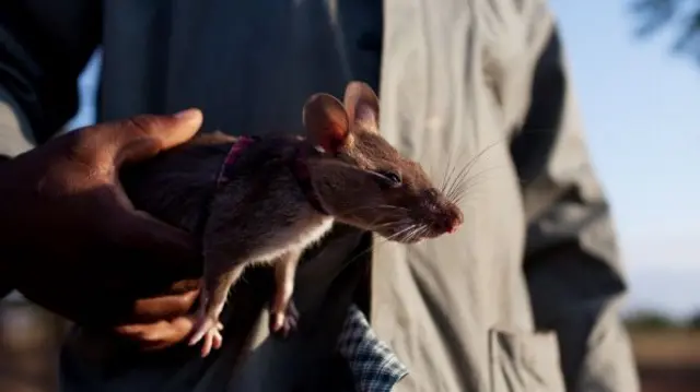 A baby giant African pouch rat is is carried by a trainer moments before begining a training exercice at the grounds of a pioneering Belgian NGO in Morogoro, Tanzania on October 27, 2010