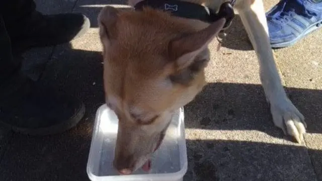 Dog rescued from fire