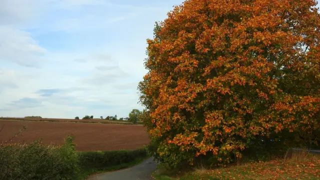 Tree in Southwell