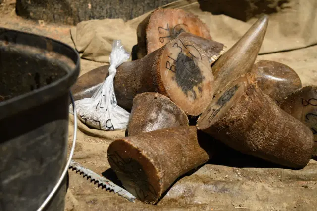 Rhino horns are seen in back of pickup truck