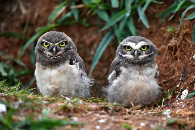 Burrowing owls
